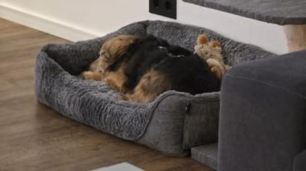 Einsteinsucht seine Menschen🐾💙🐾