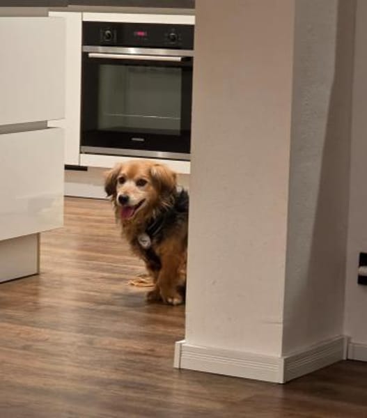 Einsteinsucht seine Menschen🐾💙🐾