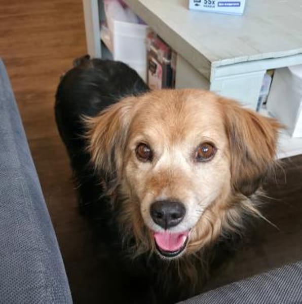 Einsteinsucht seine Menschen🐾💙🐾