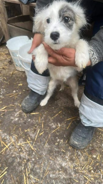 Rumy kleines Hundemädchen sucht ....