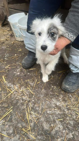 Rumy kleines Hundemädchen sucht ....