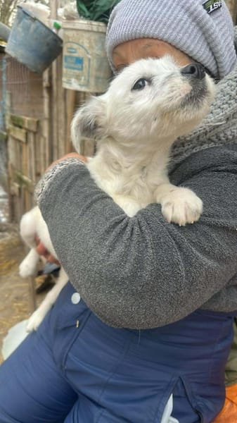 Rose, klein, zart, sucht Körbchen