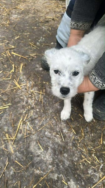 Rose, klein, zart, sucht Körbchen