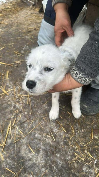 Rose, klein, zart, sucht Körbchen