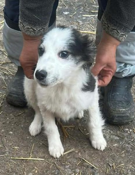 Ray, kleiner Hundemann sucht Zuhause