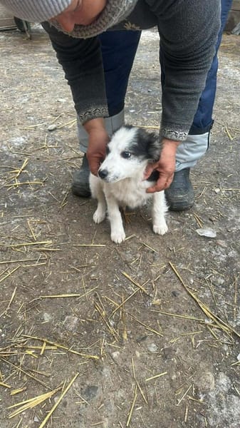 Ray, kleiner Hundemann sucht Zuhause