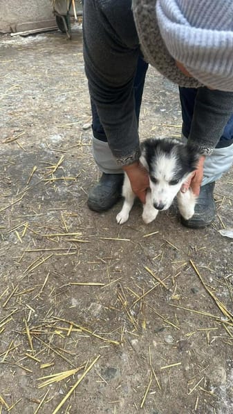 Ray, kleiner Hundemann sucht Zuhause