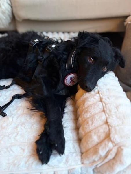 Koksi sucht seine Menschen🐾