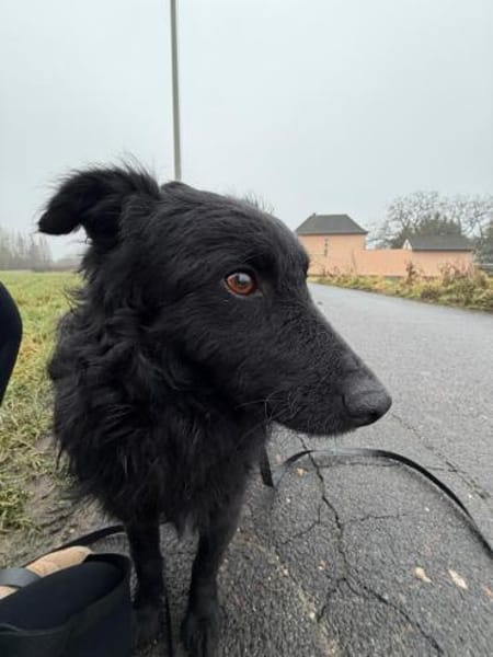 Koksi sucht seine Menschen🐾