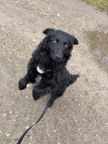 Koksi sucht seine Menschen🐾