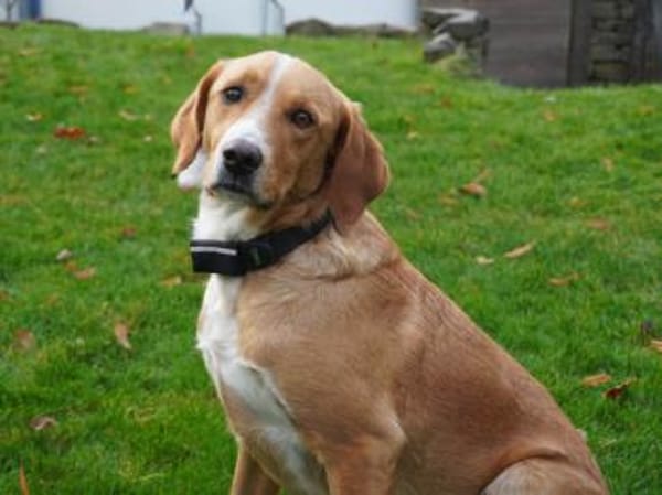 Tito wünscht sich ein Zuhause