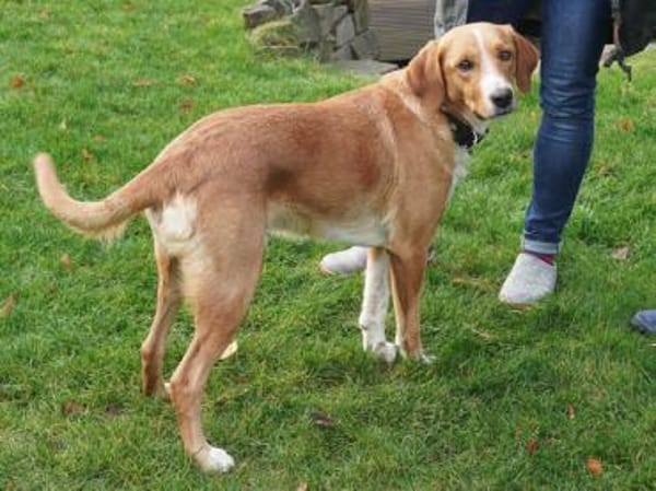 Tito wünscht sich ein Zuhause