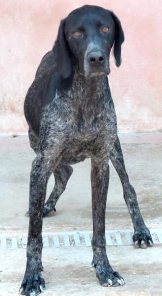 Evangelia -braucht Verständnis-