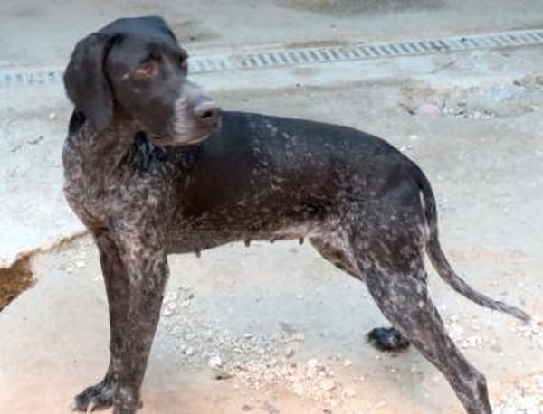 Evangelia -braucht Verständnis-