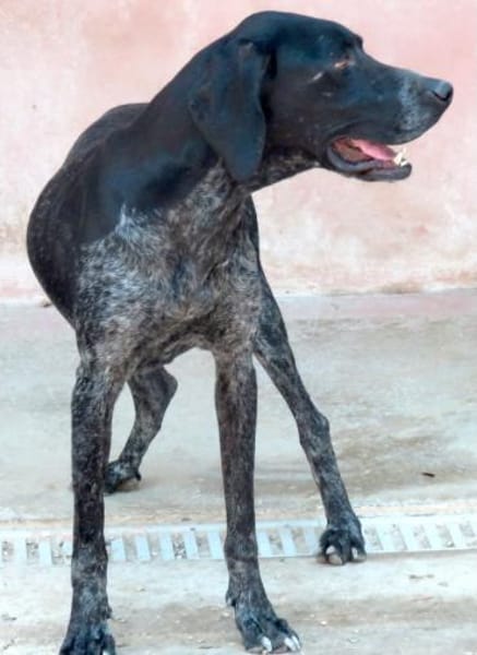 Evangelia -braucht Verständnis-