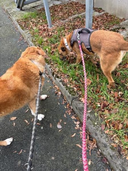 LUCY die freundliche❤wartet im Vogtland