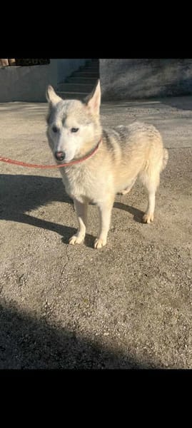 Huskymix LUMi 😍 wartet im Vogtland