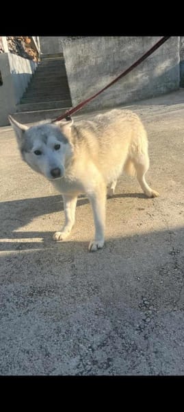 Huskymix LUMi 😍 wartet im Vogtland