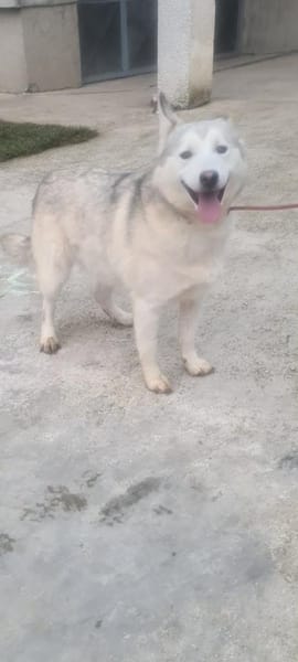 Huskymix LUMi 😍 wartet im Vogtland