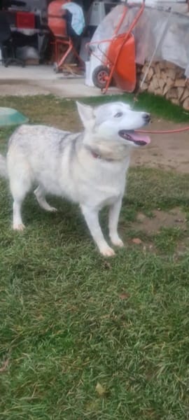 Huskymix LUMi 😍 wartet im Vogtland