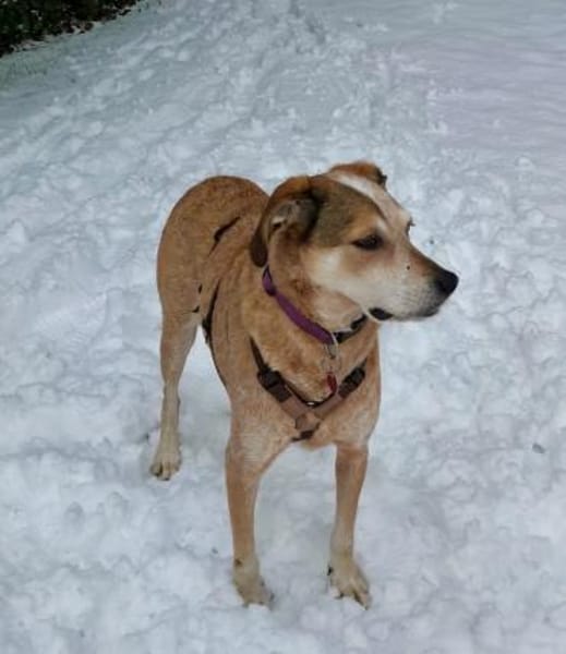 AFRICA - eine absolute Traumhündin!!!