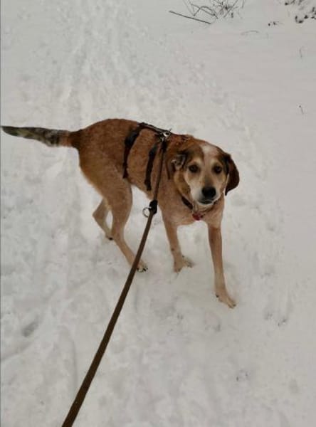 AFRICA - eine absolute Traumhündin!!!