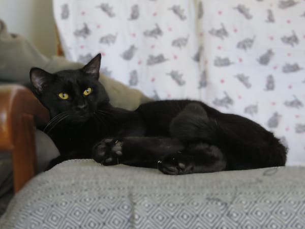 Bagheera(réservé)