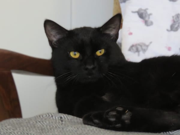Bagheera(réservé)