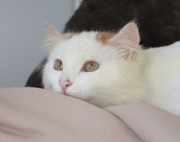 Aristide (réservé)