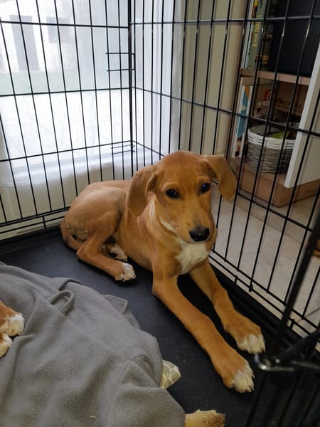 Lubee chiot  croisée royal bourbon