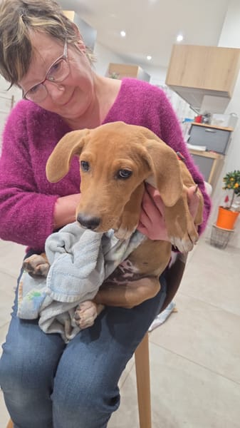 Lubee chiot  croisée royal bourbon