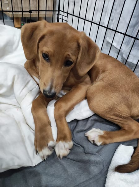 JULIETTE chiot croisée royal bourbon