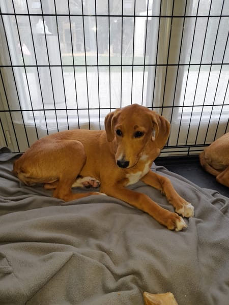 JULIETTE chiot croisée royal bourbon