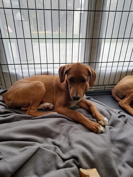 JULIETTE chiot croisée royal bourbon