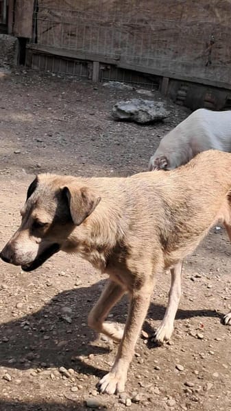 Sandy sucht ein Zuhause