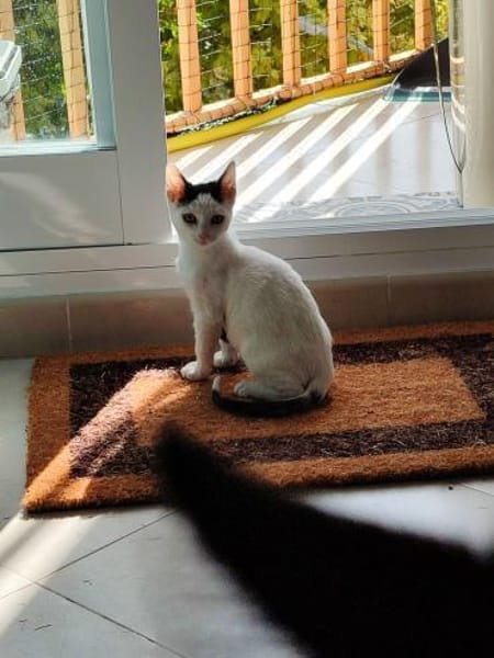 Junger, fröhlicher Kater Lisboa