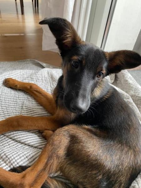 Landina sucht liebevolle Familie....