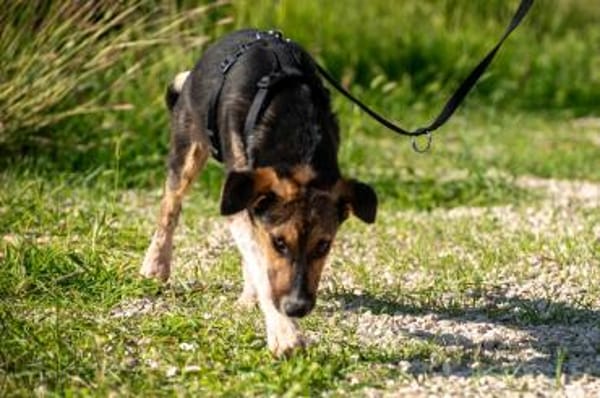 Rixa Zauberhafte Junghündin 💛