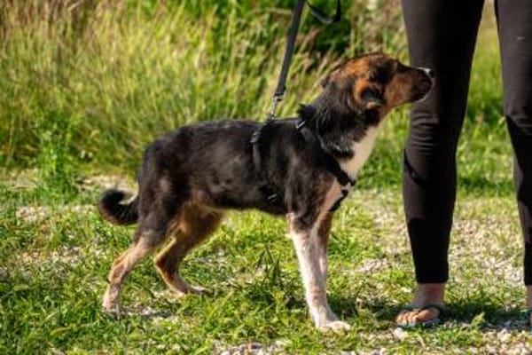 Rixa Zauberhafte Junghündin 💛