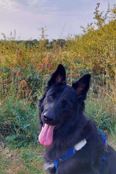 Bodhi  Wirbelwind sucht Körbchen❤