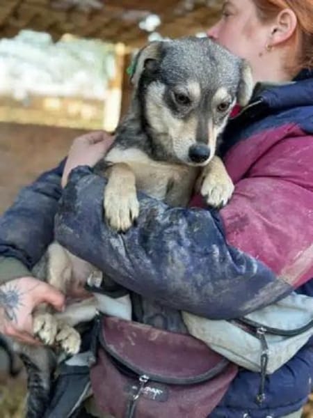 COCONUT-süße, schüchterne Hündin, 35 cm