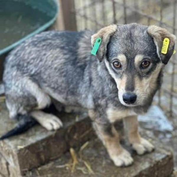 COCONUT-süße, schüchterne Hündin, 35 cm