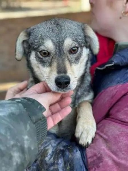 COCONUT-süße, schüchterne Hündin, 35 cm