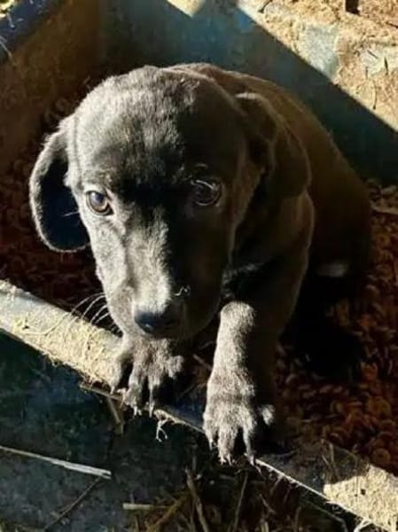 JOKO-bezaubernder Welpen-Rüde