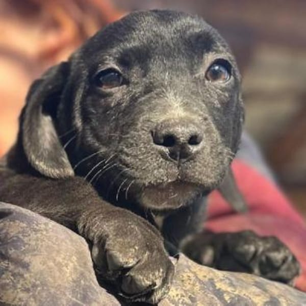 JOKO-bezaubernder Welpen-Rüde