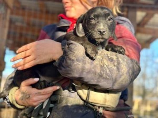 JOKO-bezaubernder Welpen-Rüde