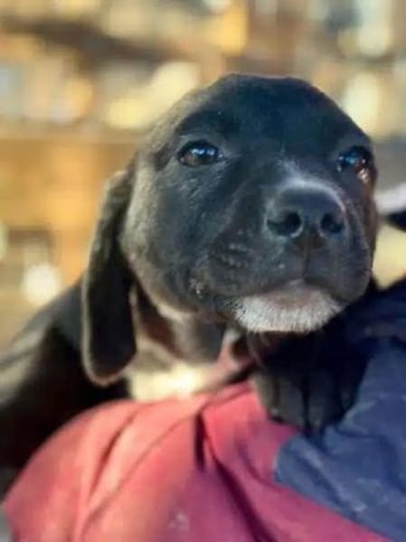 JOKO-bezaubernder Welpen-Rüde