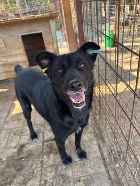 KINDRA-süße,wunderbare Hündin,55 cm