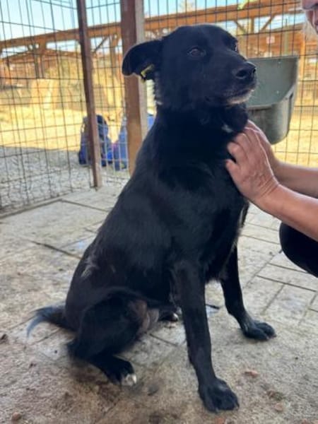 KINDRA-süße,wunderbare Hündin,55 cm