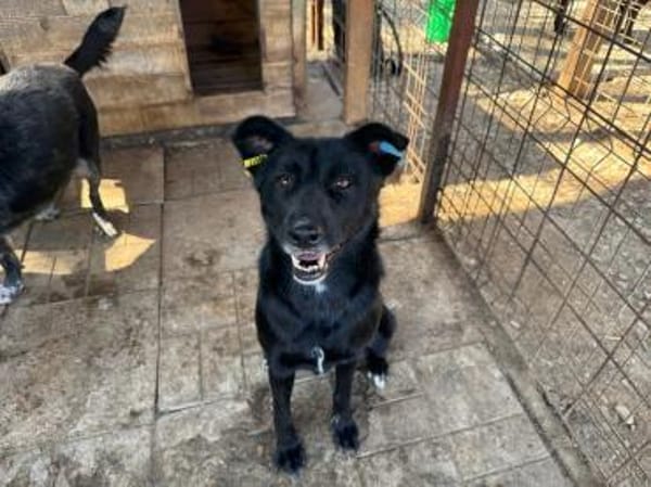 KINDRA-süße,wunderbare Hündin,55 cm